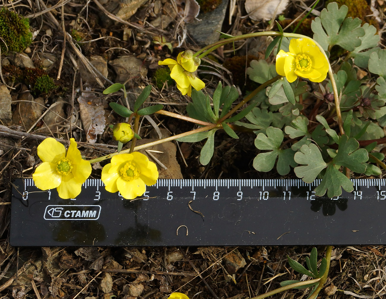 Изображение особи Ranunculus polyrhizos.