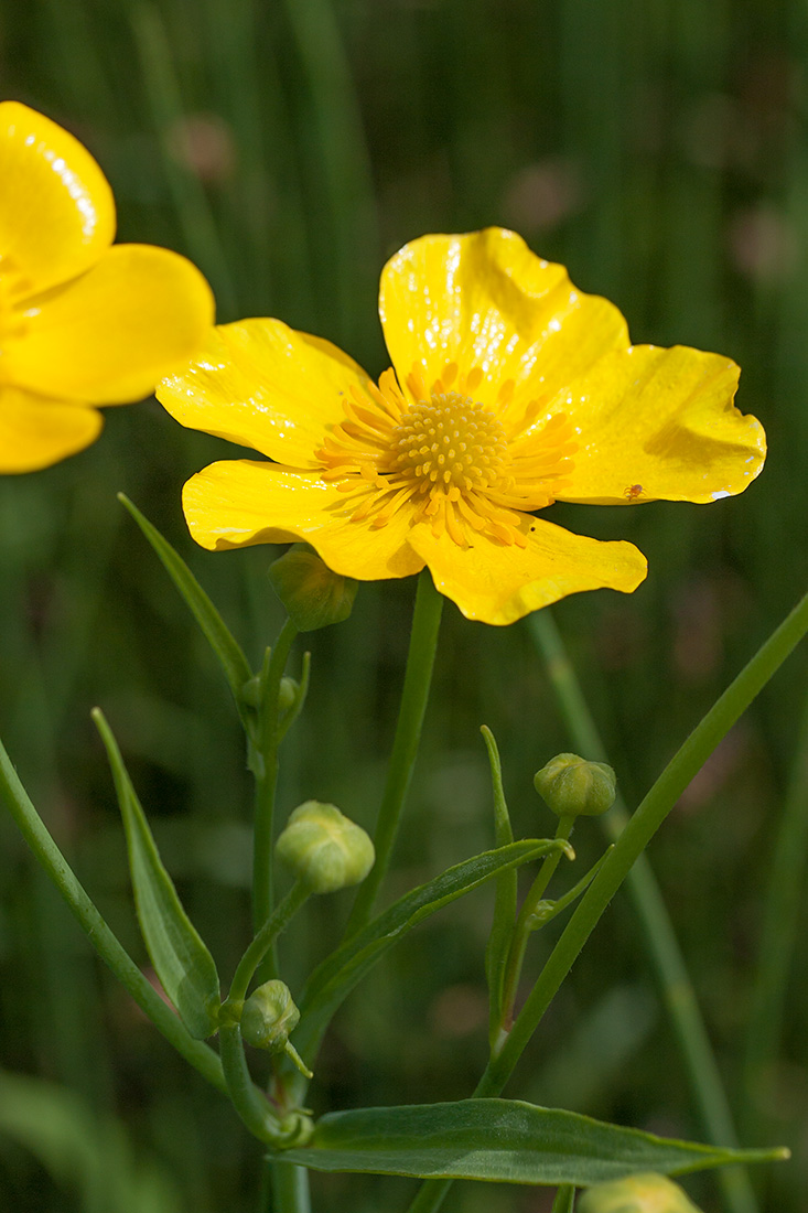 Image of Ranunculus lingua specimen.