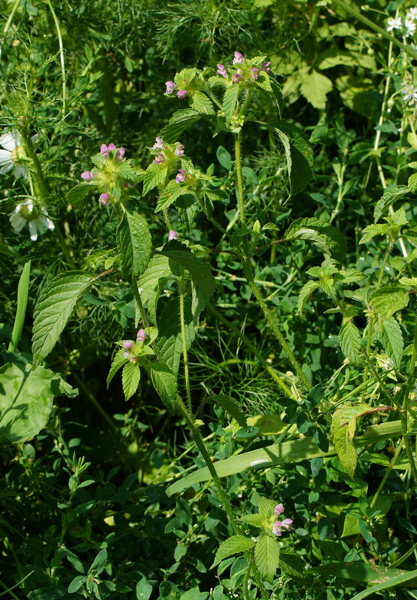 Image of Galeopsis bifida specimen.