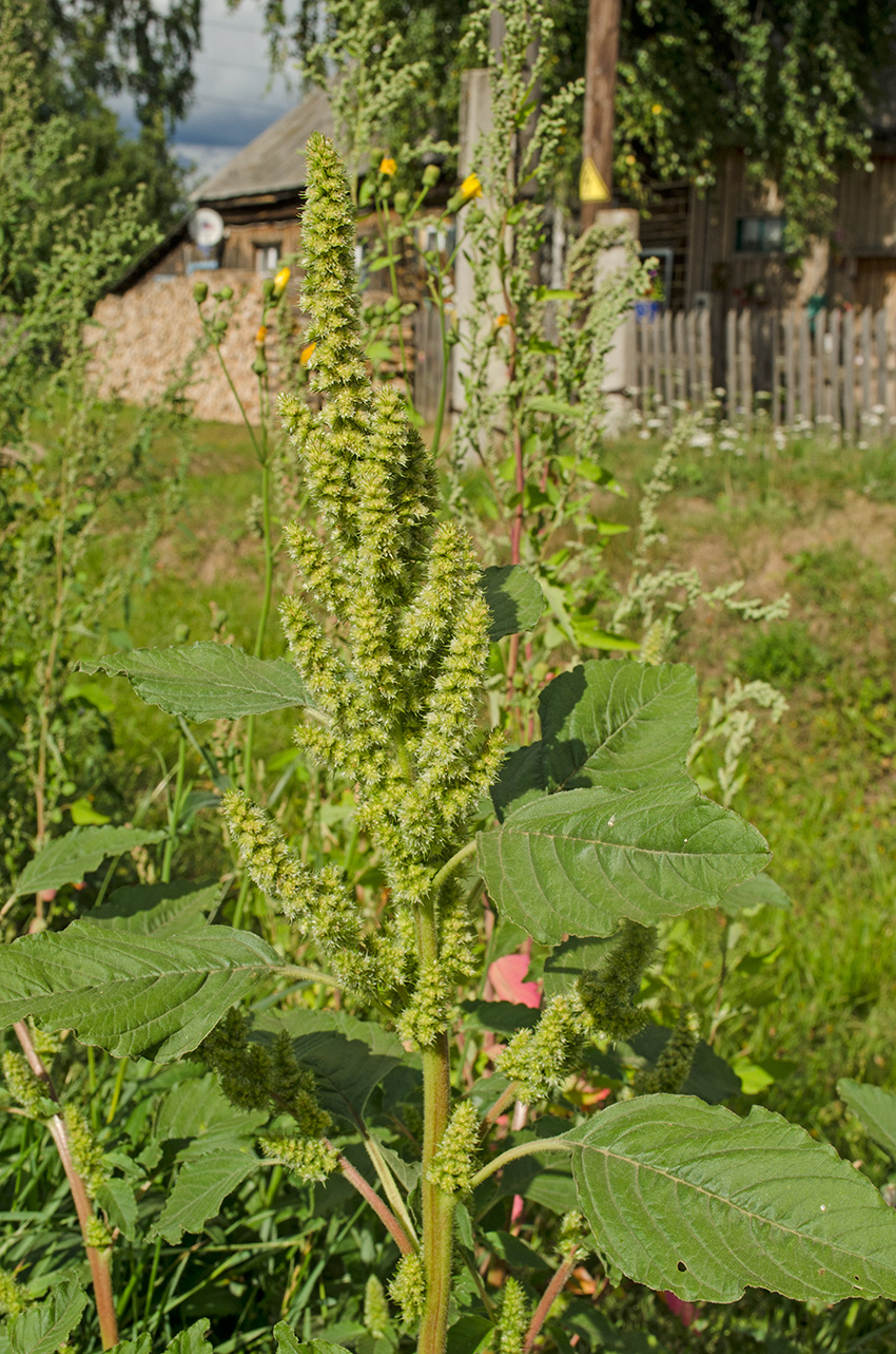 Изображение особи Amaranthus retroflexus.