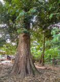 Durio zibethinus. Нижняя часть дерева. Танзания, автономия Занзибар, о-в Унгуджа, Urban/West Region, ферма специй \"Tangavizi\". 27.10.2018.