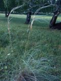 Stipa dasyphylla