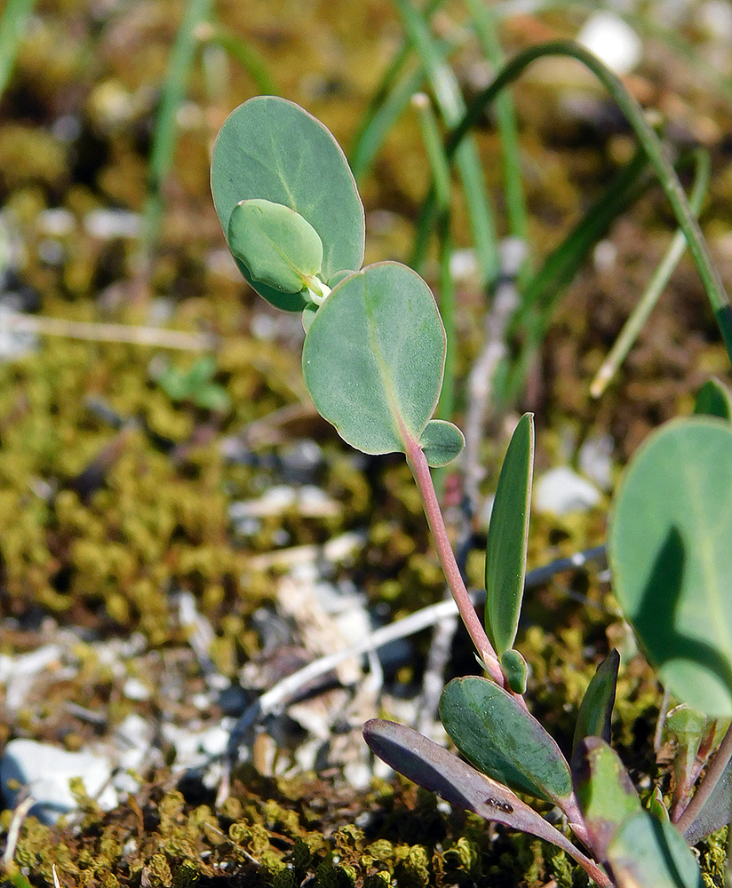 Image of Coronilla scorpioides specimen.