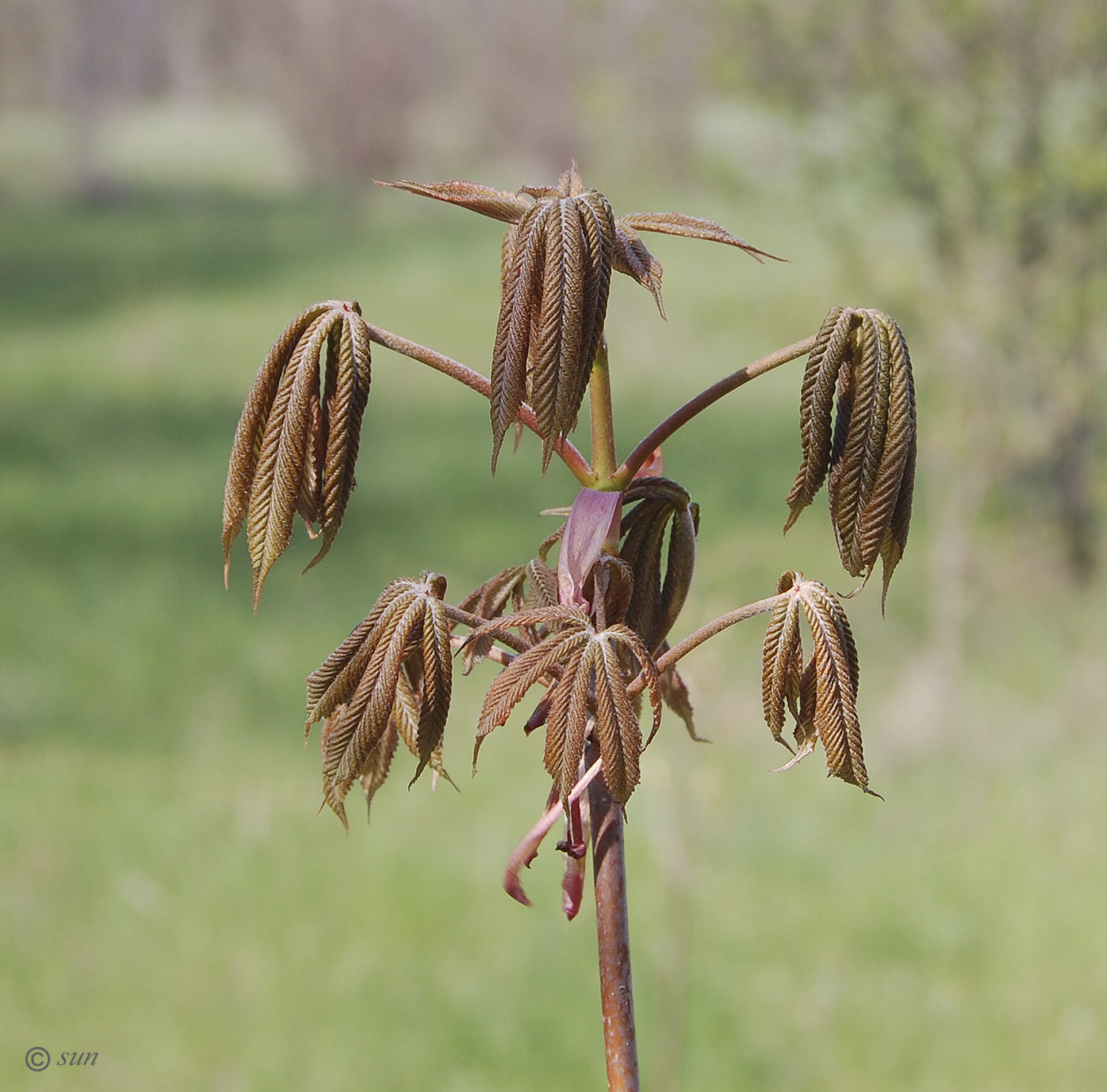 Image of Aesculus glabra specimen.