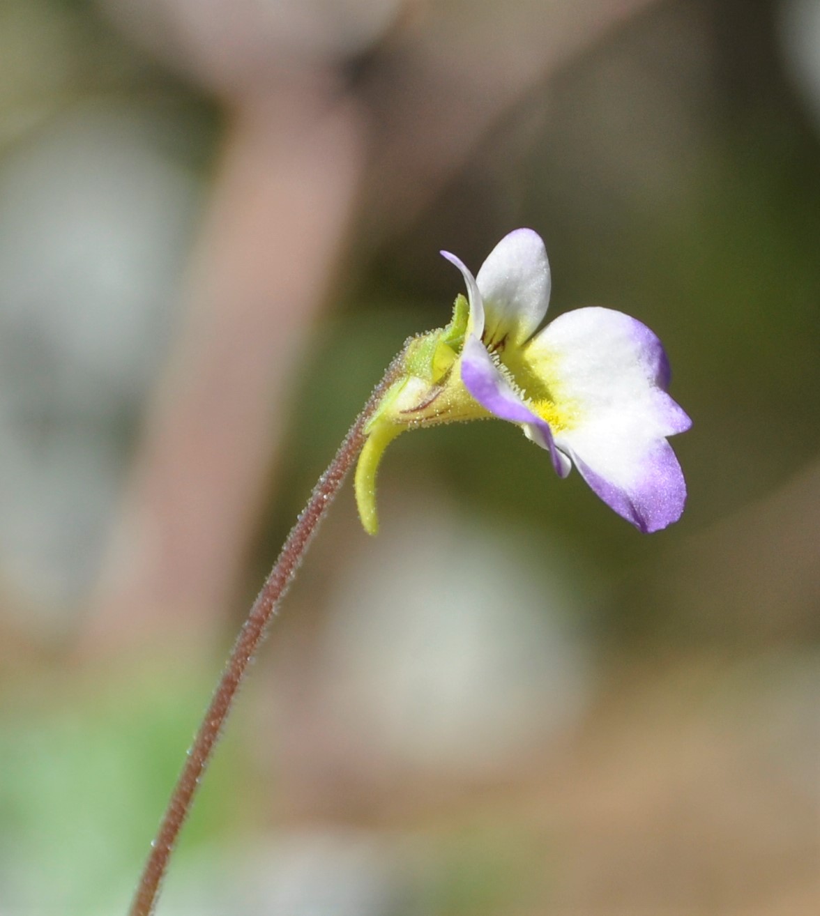 Image of Pinguicula crystallina specimen.