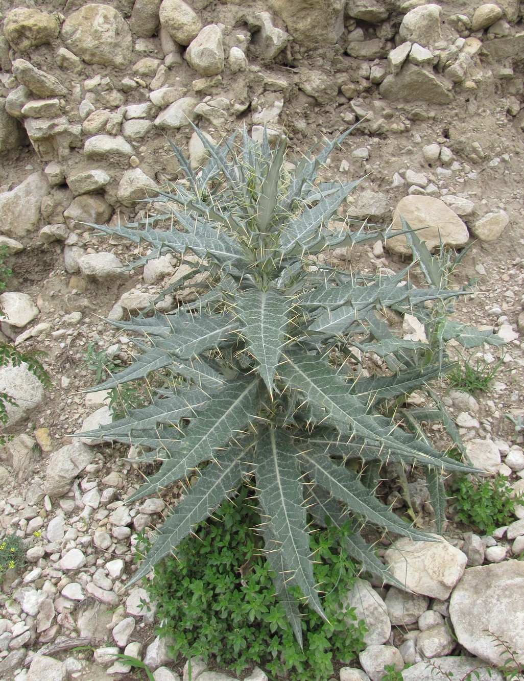 Изображение особи Cirsium argillosum.