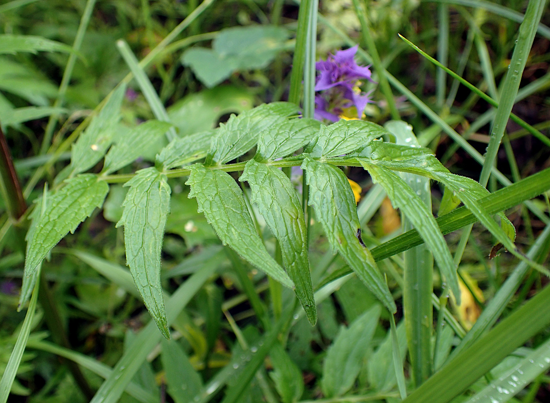 Изображение особи Valeriana officinalis.