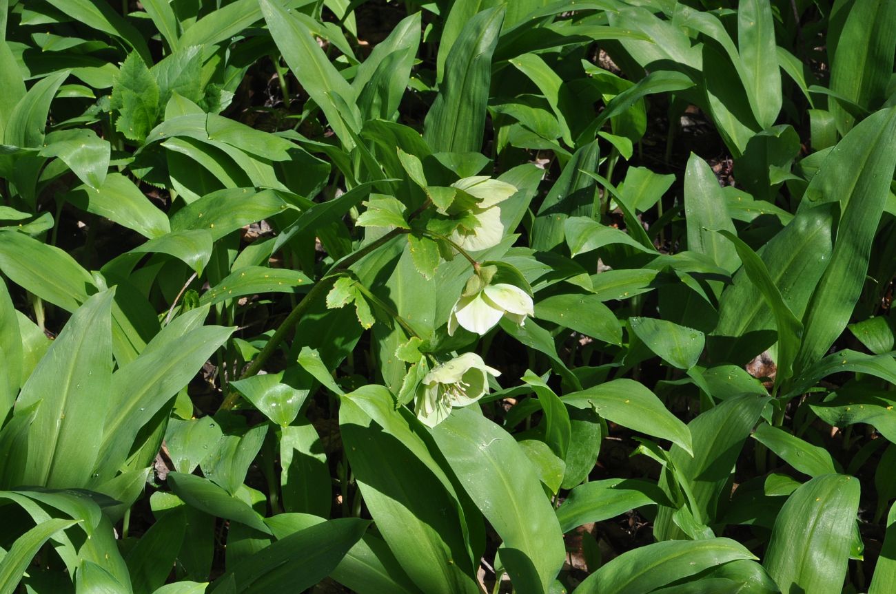 Изображение особи Helleborus caucasicus.