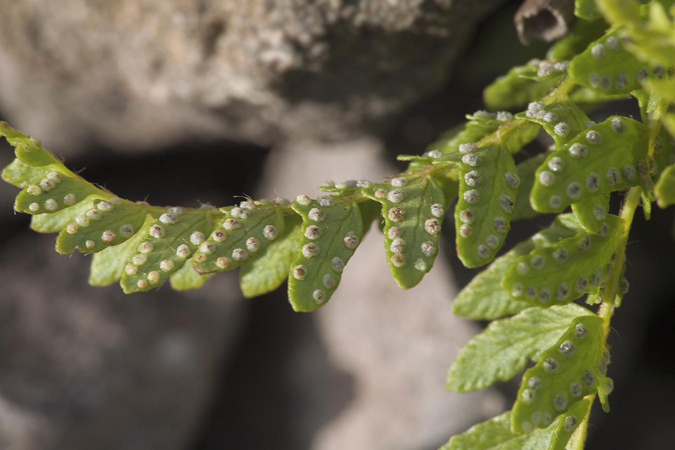 Image of Woodsia polystichoides specimen.