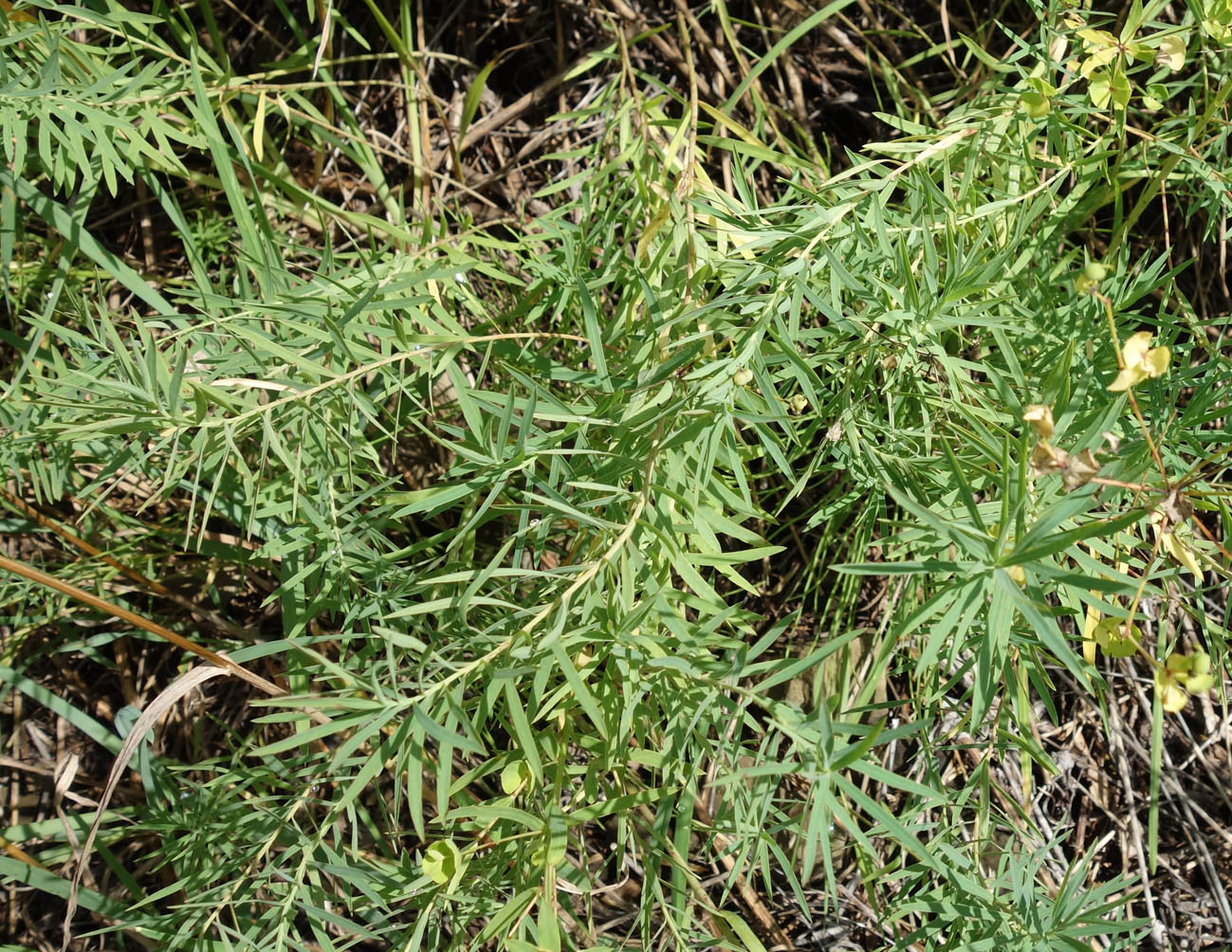 Image of Euphorbia virgata specimen.