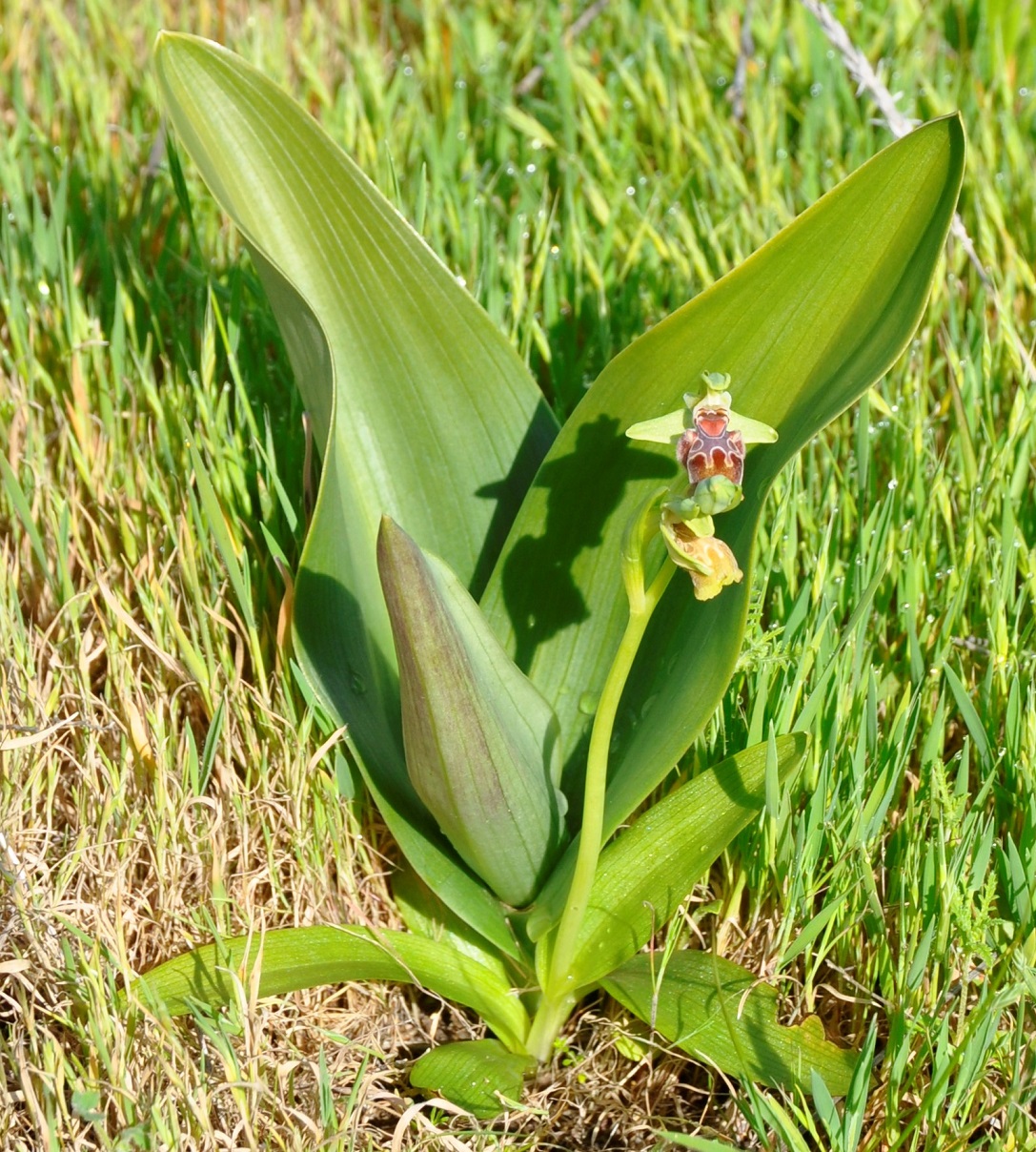 Image of Ophrys flavomarginata specimen.