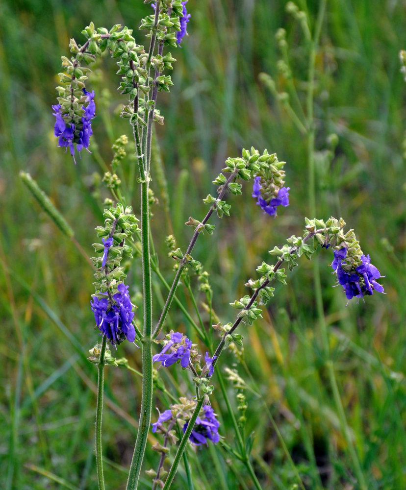 Изображение особи Salvia nutans.