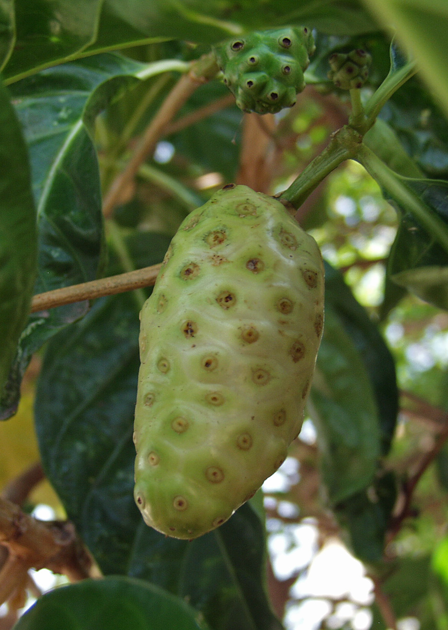 Image of Morinda citrifolia specimen.