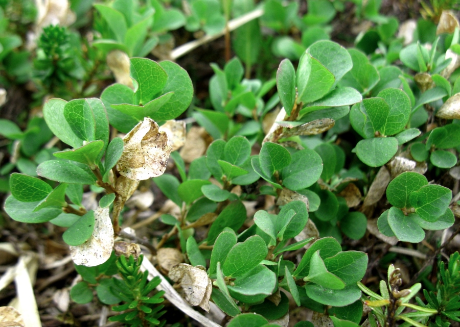 Image of Vaccinium vulcanorum specimen.