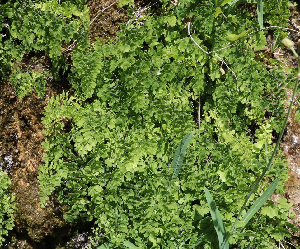 Image of Adiantum capillus-veneris specimen.