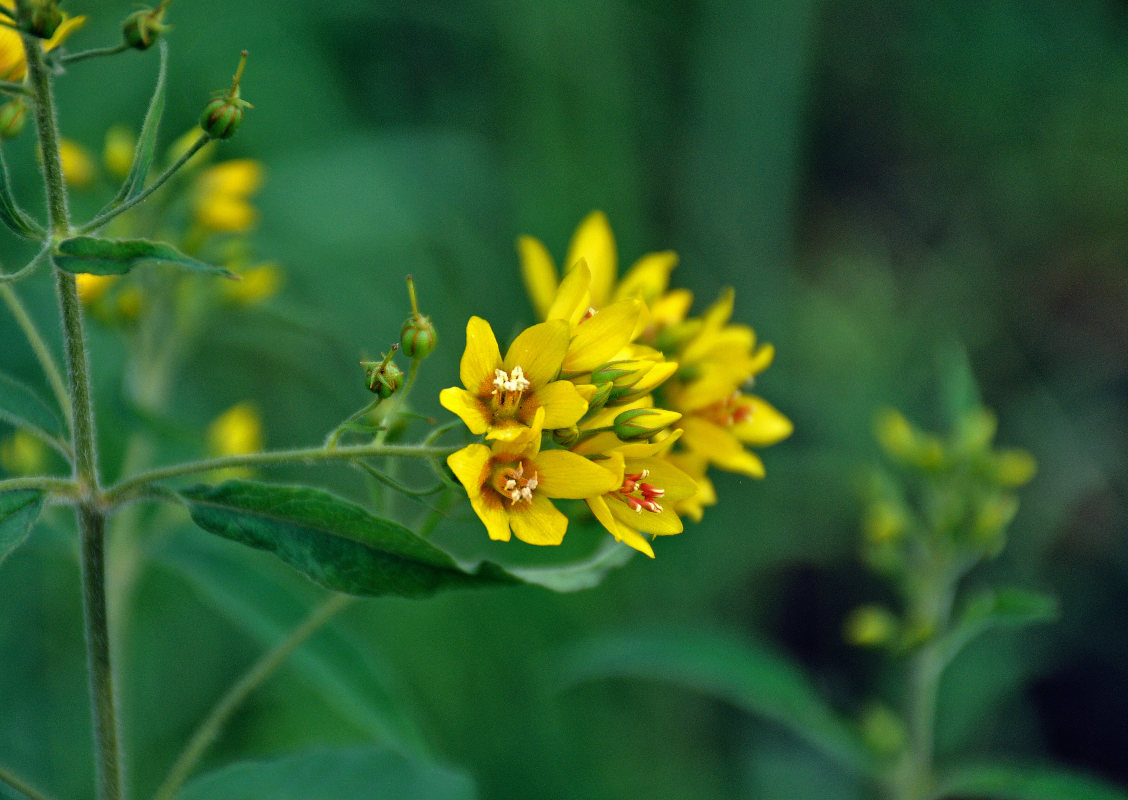 Image of Lysimachia vulgaris specimen.