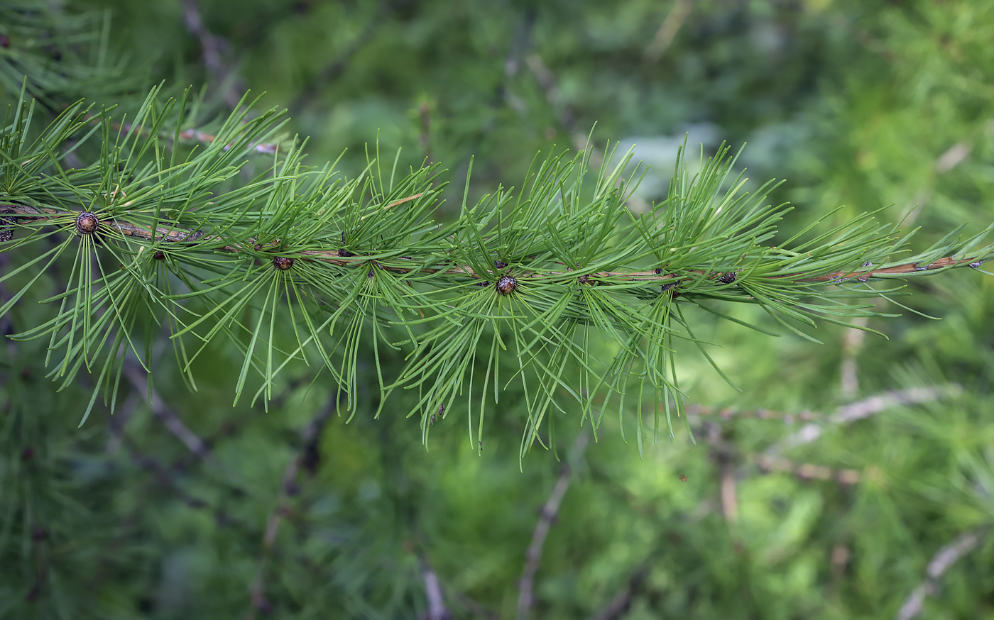 Image of Larix &times; czekanowskii specimen.