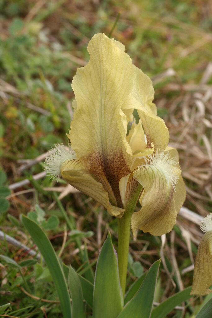 Image of Iris suaveolens specimen.