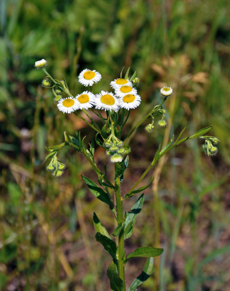 Image of Erigeron annuus specimen.