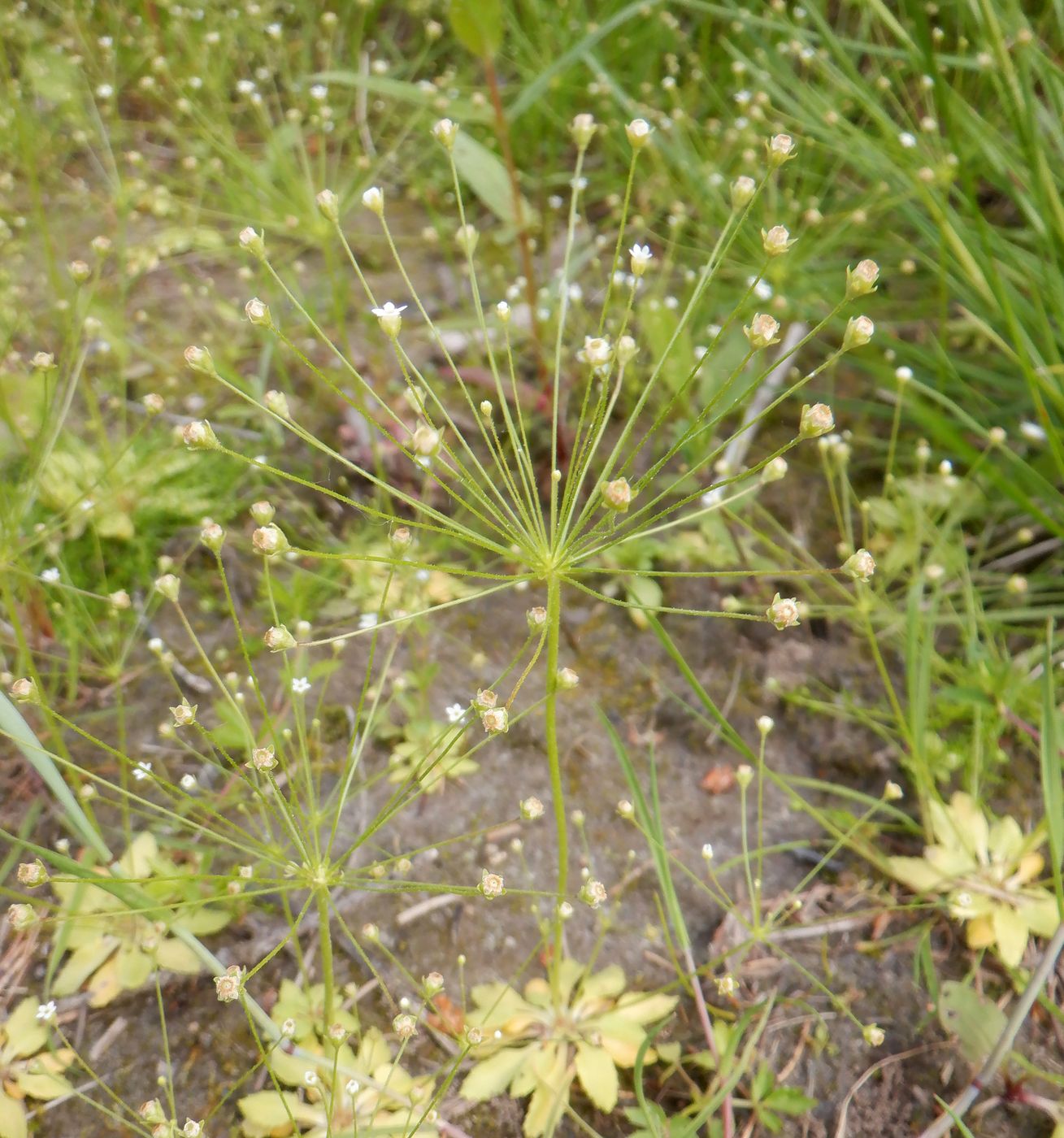 Image of Androsace filiformis specimen.