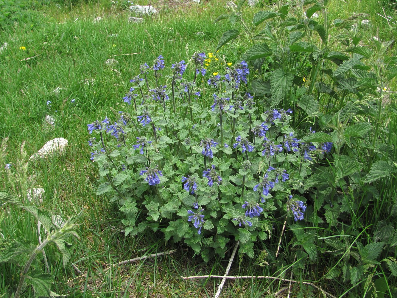 Image of Nepeta supina specimen.