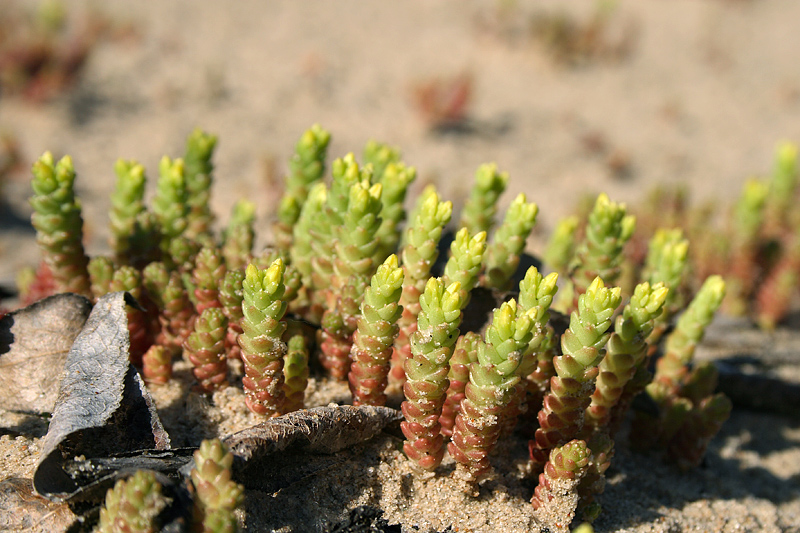 Image of Sedum acre specimen.