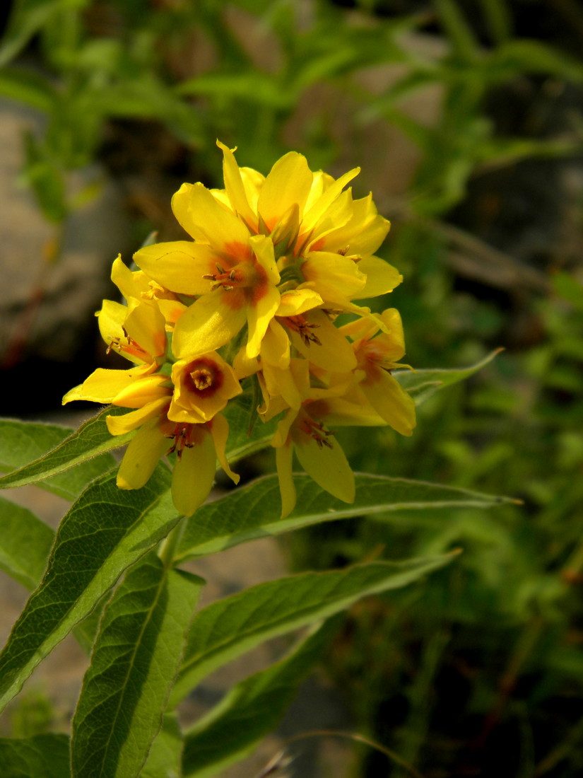 Image of Lysimachia vulgaris specimen.