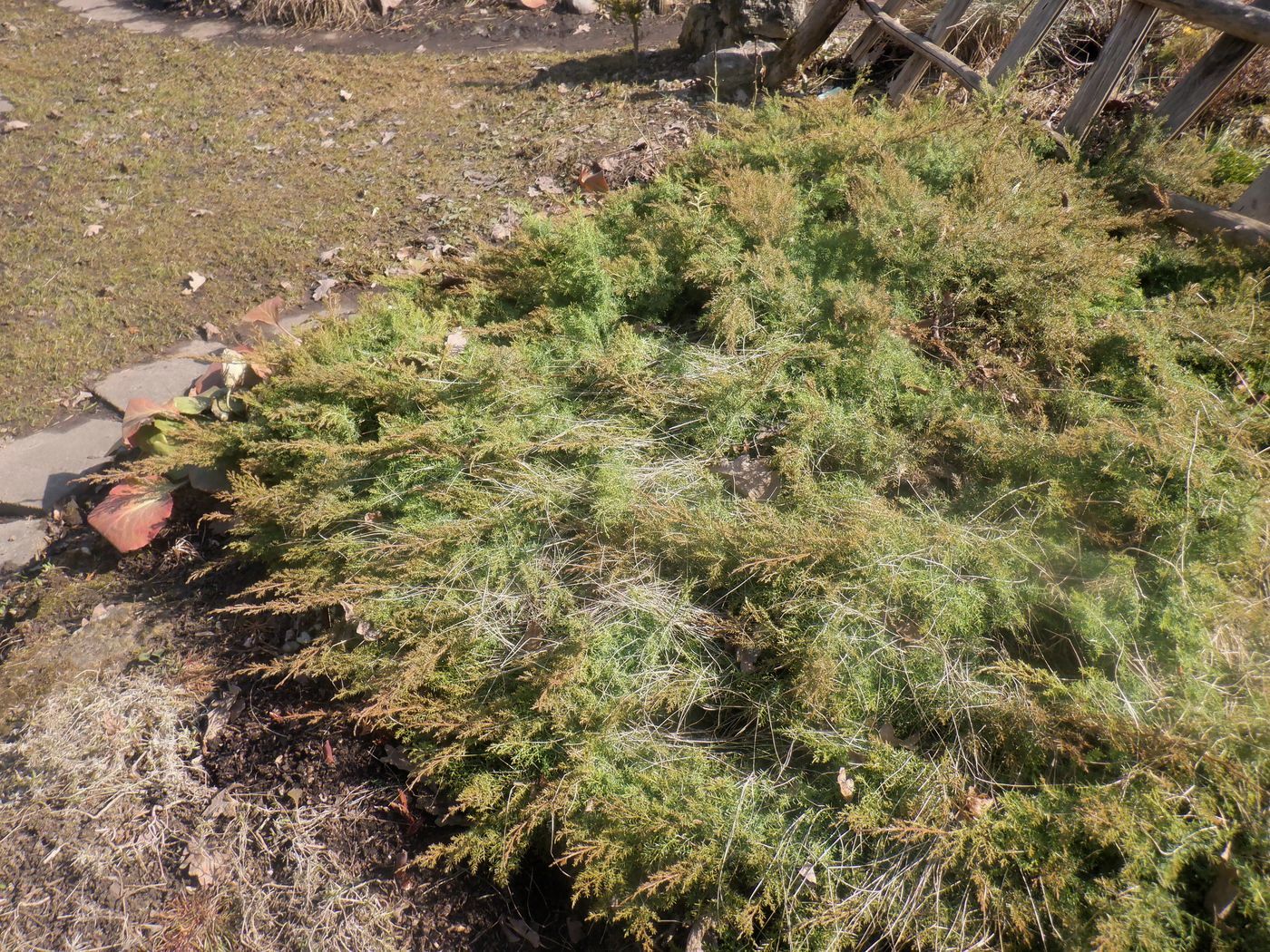 Изображение особи род Juniperus.