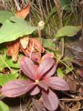 Rhododendron camtschaticum. Плодоносящее растение. Сахалинская обл., Южно-Курильский р-н, песчаная сопка на Тихоокеанском побережье. 02.10.2010.