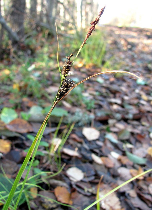 Изображение особи Carex nigra.