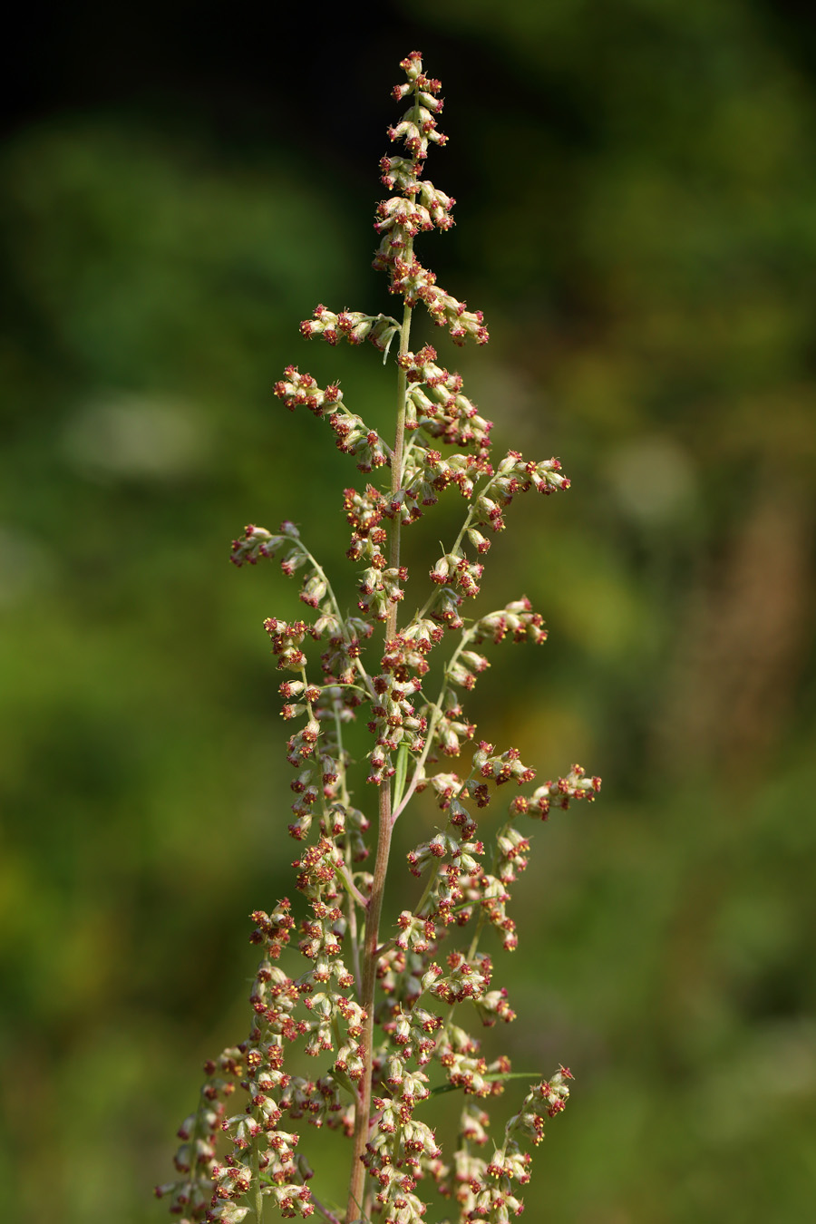 Image of Artemisia vulgaris specimen.