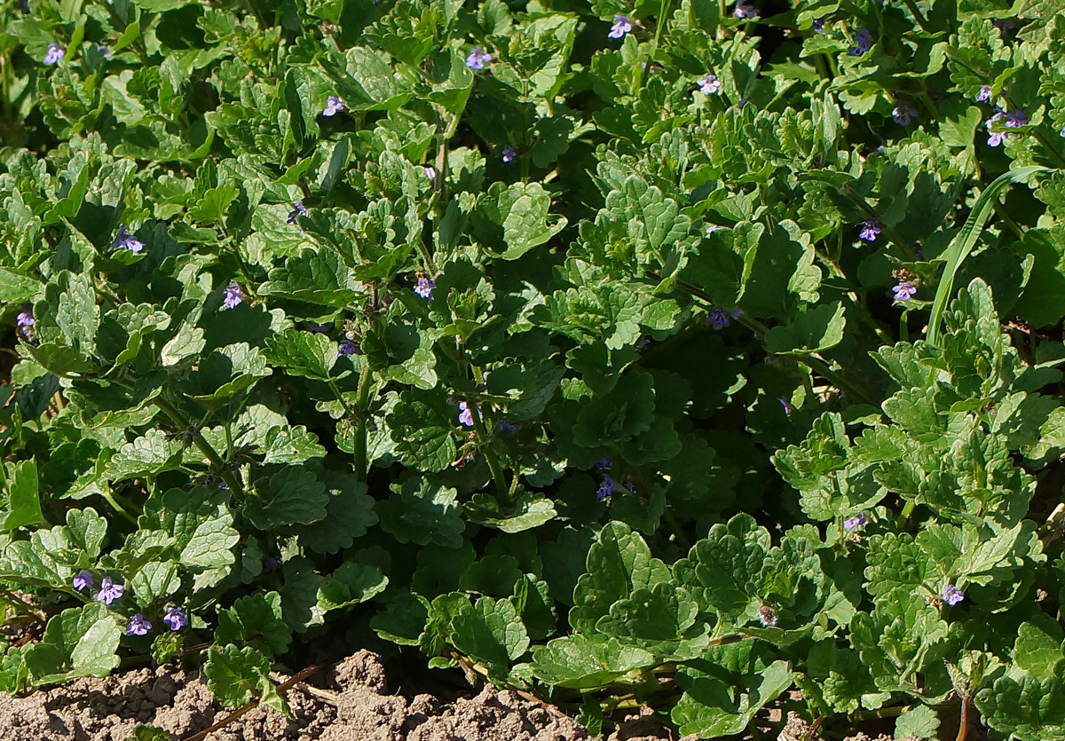 Image of Glechoma hederacea specimen.