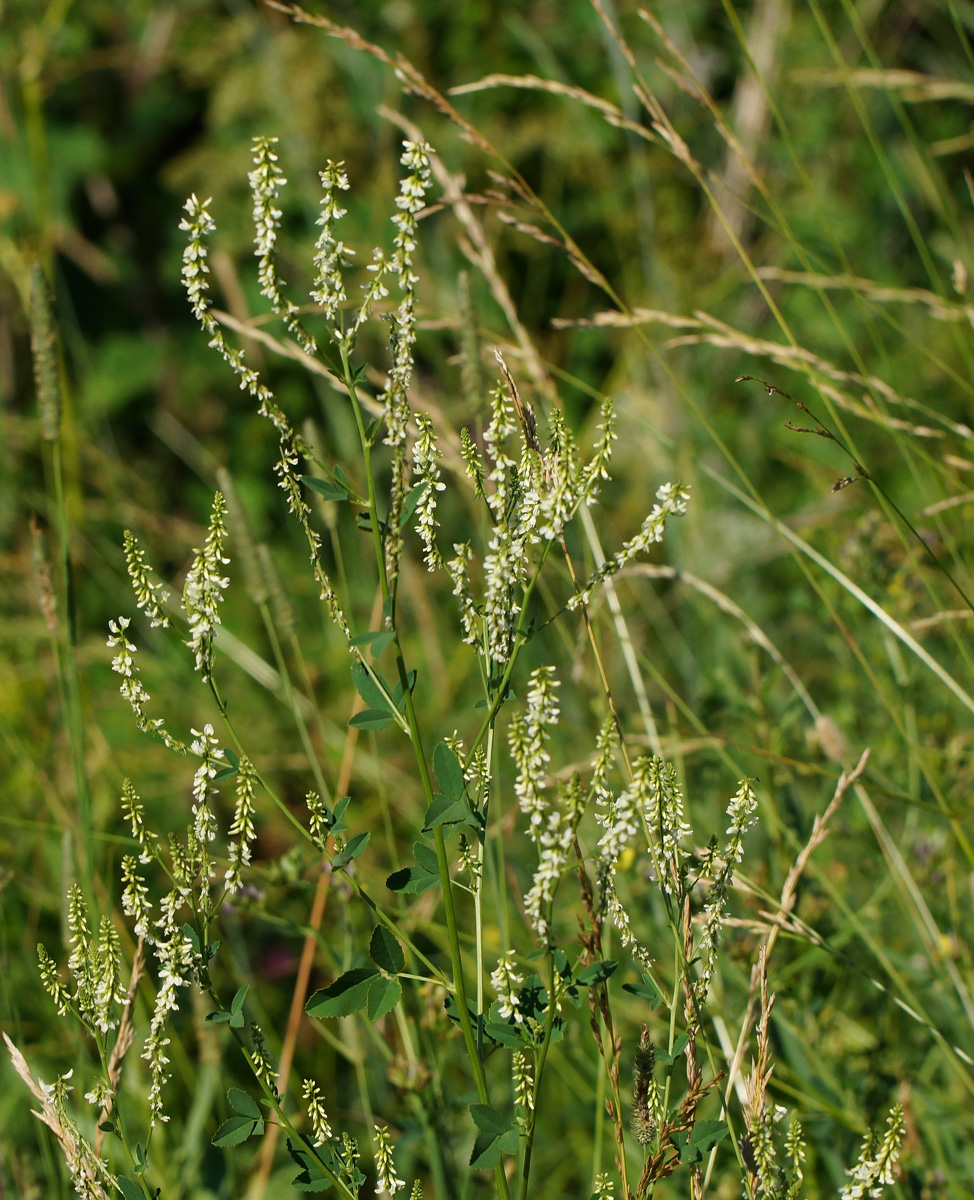 Изображение особи Melilotus albus.