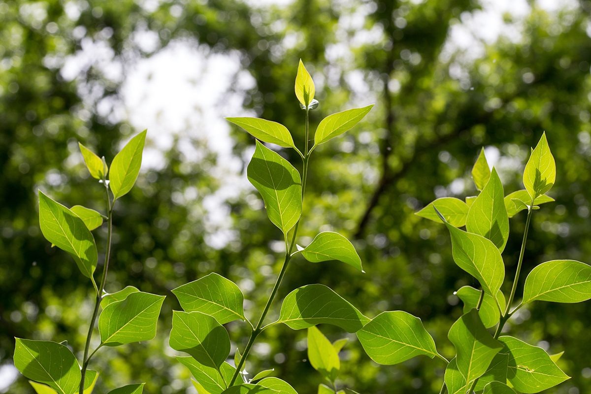 Image of genus Syringa specimen.