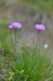 Erigeron venustus. Цветущее растение. Республика Северная Осетия-Алания, Ирафский р-н, Большой Кавказ, правый склон долины безымянного левого притока р. Хуппара, ≈ 2600 м н.у.м., субальпийский луг. 06.07.2021.