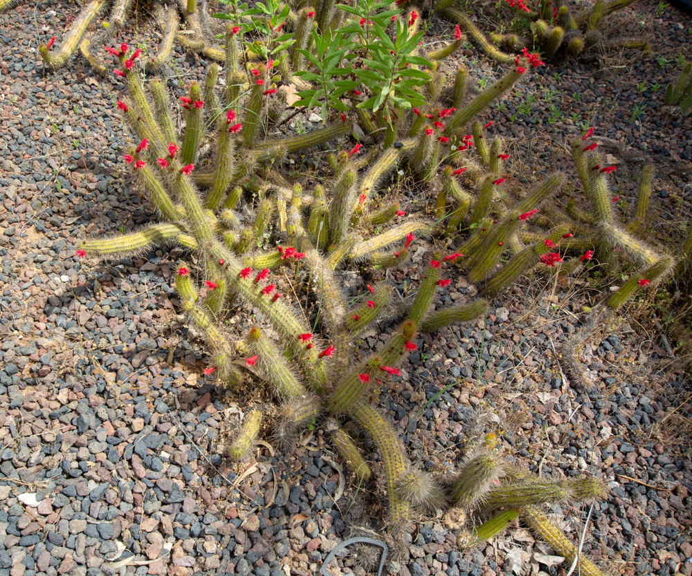 Image of Borzicactus samaipatanus specimen.