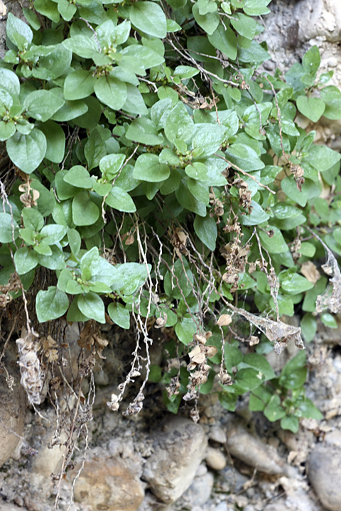 Image of genus Parietaria specimen.