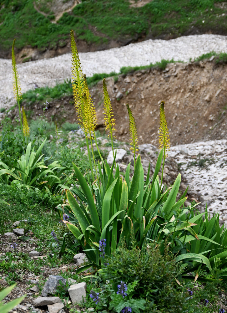 Изображение особи Eremurus fuscus.