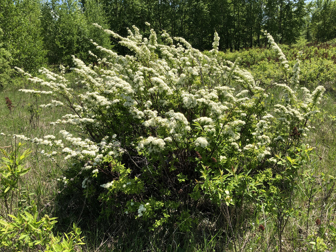 Image of Spiraea media specimen.