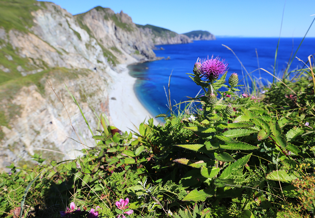 Изображение особи Cirsium vlassovianum.