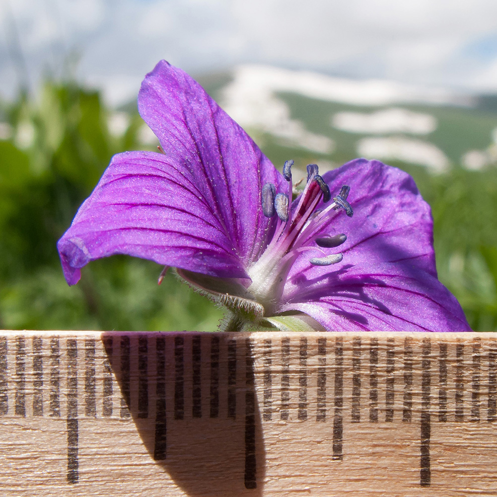 Изображение особи Geranium ruprechtii.