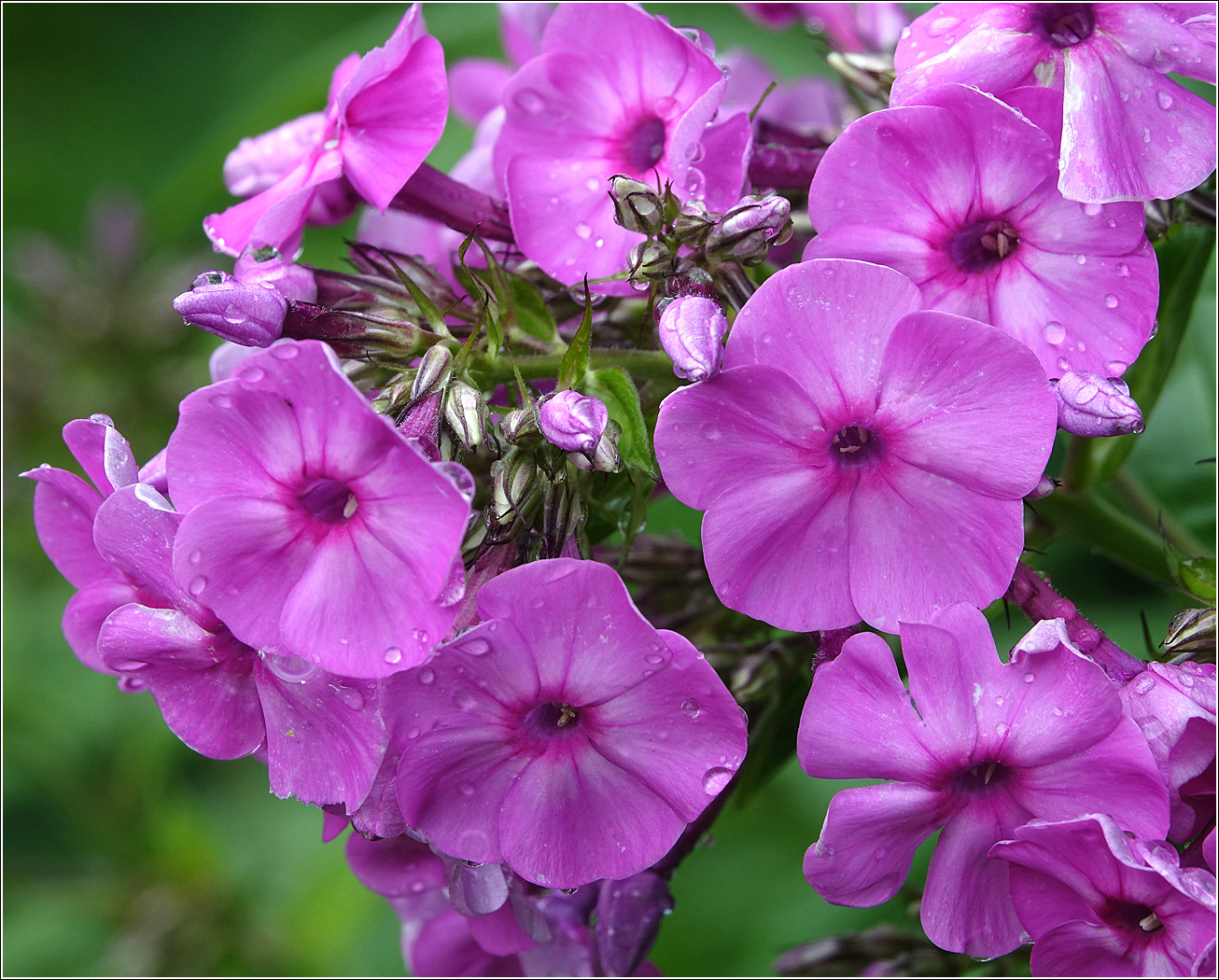 Изображение особи Phlox paniculata.