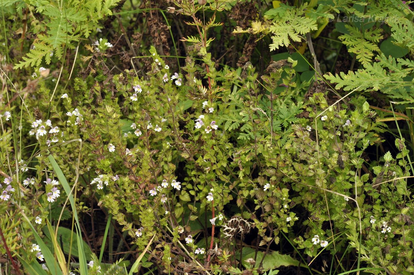 Image of Euphrasia maximowiczii specimen.