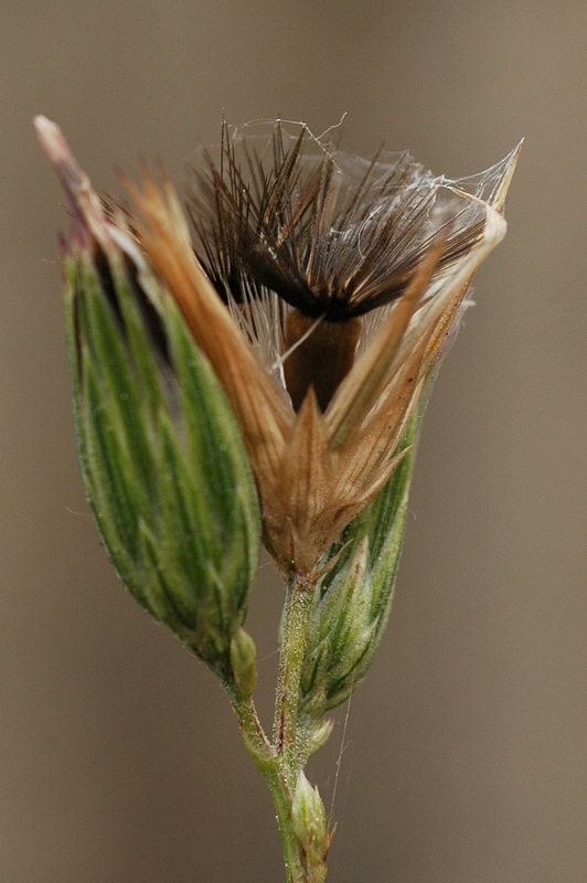 Image of Crupina vulgaris specimen.