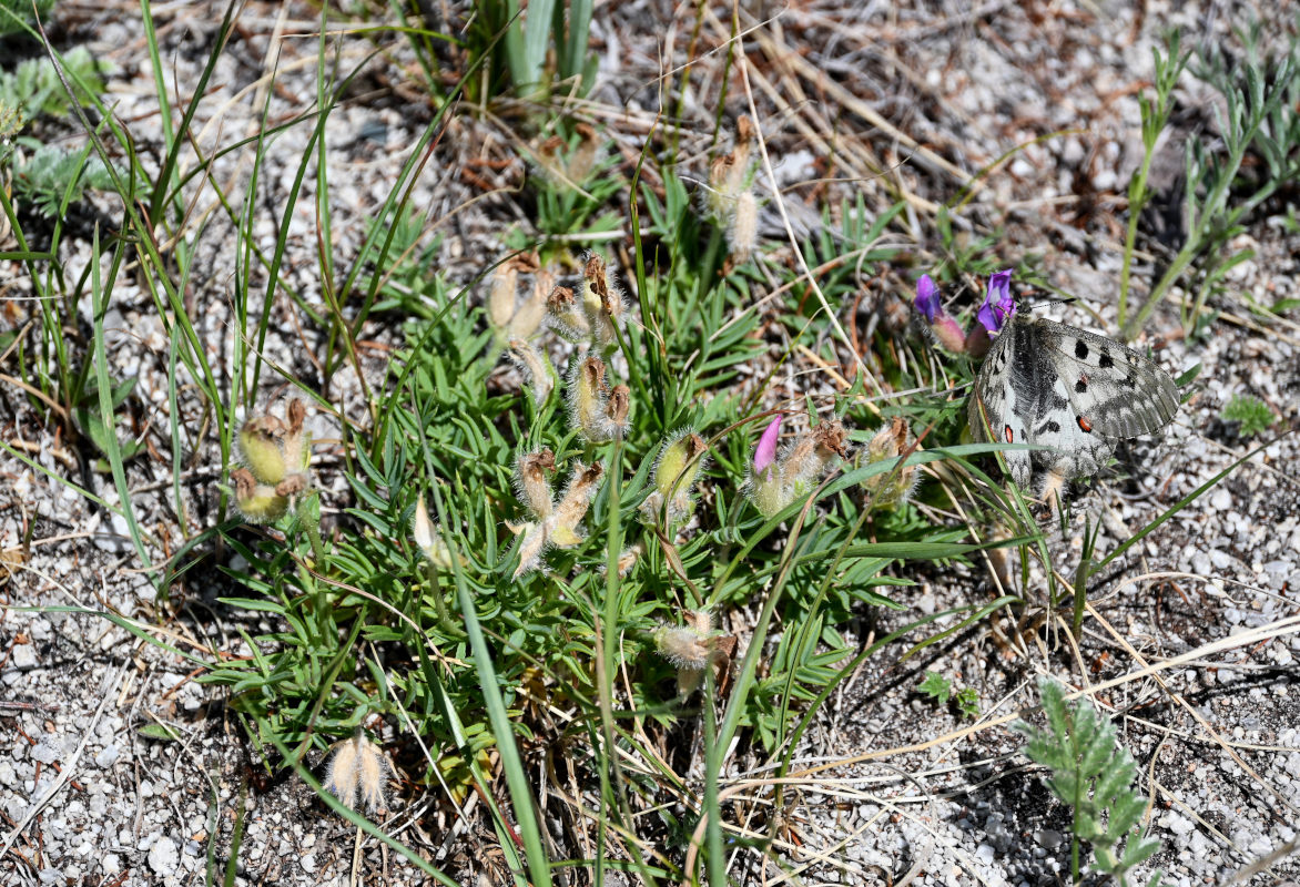 Image of Oxytropis nuda specimen.