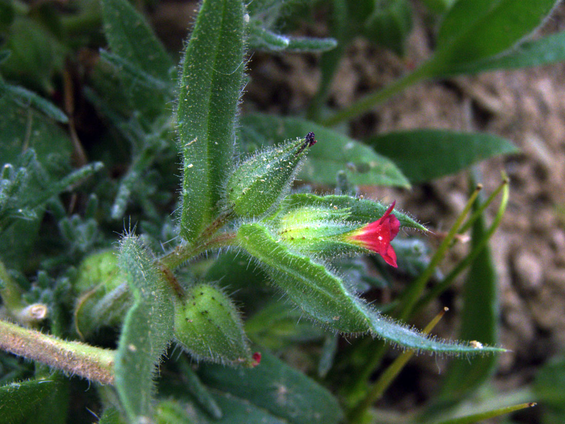 Image of Nonea caspica specimen.