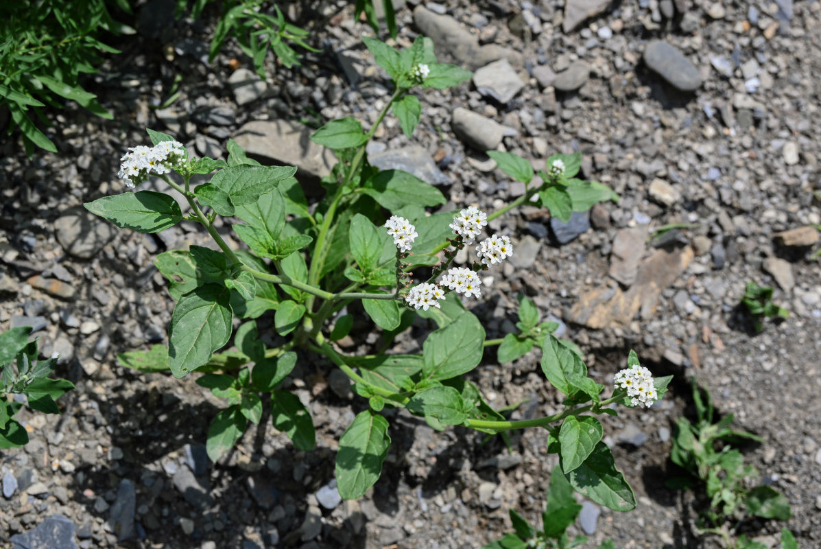 Изображение особи Heliotropium styligerum.