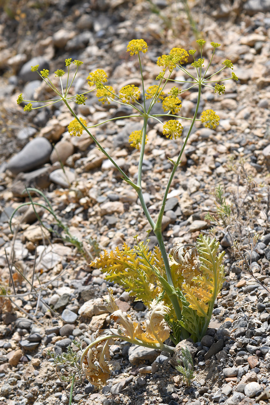 Image of Fergania polyantha specimen.