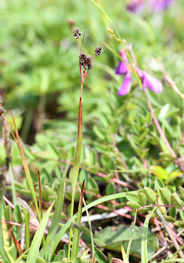 Image of Luzula multiflora ssp. sibirica specimen.