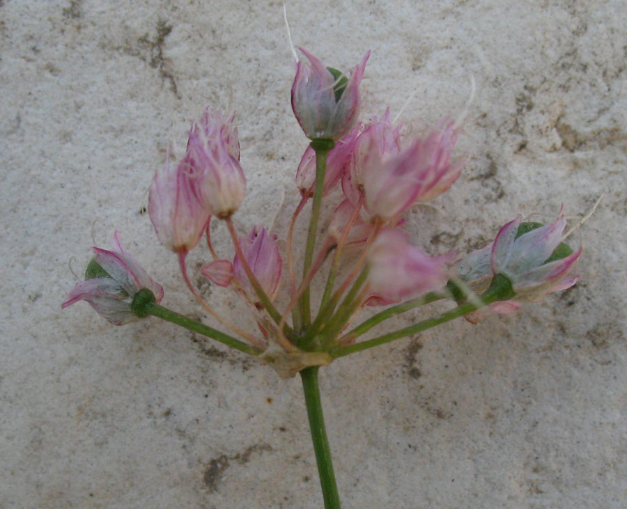 Image of Allium mirzajevii specimen.